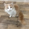 ネコさんのプロフィール画像