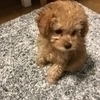 ちびクロさんのプロフィール画像