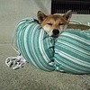 comovaiさんのプロフィール画像