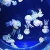＊am＊さんのプロフィール画像