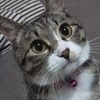うずらまままさんのプロフィール画像