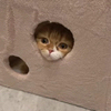 毛玉さんのプロフィール画像