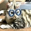 ねこのひとさんのプロフィール画像
