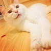ふわりぃさんのプロフィール画像