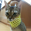 くず猫さんのプロフィール画像