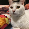 MIHOさんのプロフィール画像