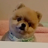 ポンポンさんのプロフィール画像