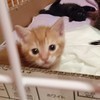 ねここさんのプロフィール画像