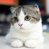 よっしーさんのプロフィール画像