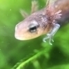 Aquaさんのプロフィール画像
