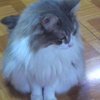 ピコ次郎さんのプロフィール画像