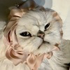 ももんさんのプロフィール画像