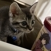 ガチャ子さんのプロフィール画像