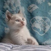 Withねこさんのプロフィール画像