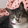ねこにこ組さんのプロフィール画像
