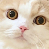 しのぶちゃんさんのプロフィール画像