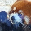 ピースケさんのプロフィール画像