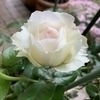 ちゃたらー1205さんのプロフィール画像