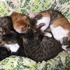 orange工房さんのプロフィール画像