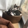 にとさんのプロフィール画像