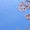 桜GENJI