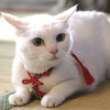 ぱくちーあいす