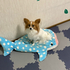 sk_8808