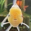 poiさんのプロフィール画像