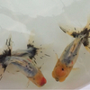 金魚錦さんのプロフィール画像