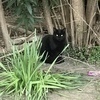 カミネスさんのプロフィール画像