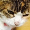 りんりん
