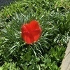 イクギョウコウ