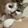 ちはる