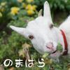 のまはらさんのプロフィール画像