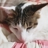 まだらさんのプロフィール画像