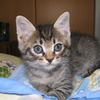 キャットラブ８８さんのプロフィール画像
