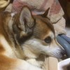 うさぽんさんのプロフィール画像