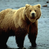 クマさんのプロフィール画像