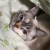 大家リーマンさんのプロフィール画像