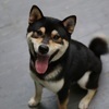 柴犬大家さんのプロフィール画像