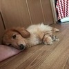 チーム さんのプロフィール画像