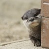 otohaさんのプロフィール画像