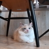 LIONさんのプロフィール画像