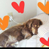 tocotocoさんのプロフィール画像