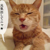 Tamaさんのプロフィール画像