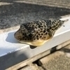 zawaさんのプロフィール画像