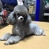 さくさくさんのプロフィール画像