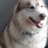 レックスさんのプロフィール画像