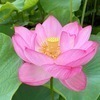 ミーさんのプロフィール画像