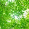 ぽんぽこぴーさんのプロフィール画像